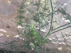 Foeniculum