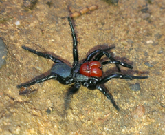 Missulena occatoria