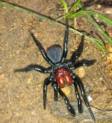 Missulena occatoria