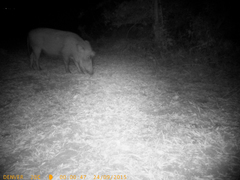 Phacochoerus africanus