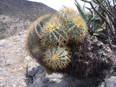 Ferocactus glaucescens