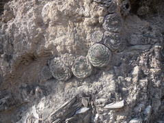 Strombocactus disciformis