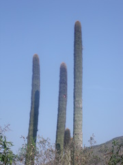 Cephalocereus polylophus