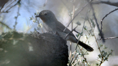 Pyrrholaemus brunneus