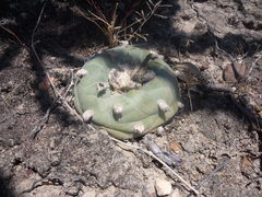 Lophophora diffusa