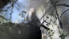 Pyrrholaemus brunneus