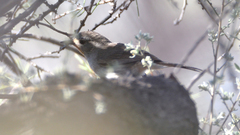 Pyrrholaemus brunneus