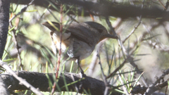 Pyrrholaemus brunneus