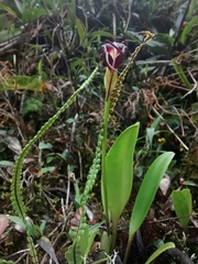 Masdevallia cucullata