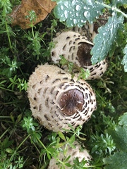 Rhacodium
