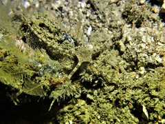 Image of Ophiochasma stellata