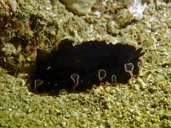 Pseudobiceros hancockanus