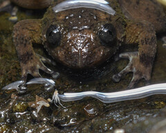Bombay Night Frog photo 4