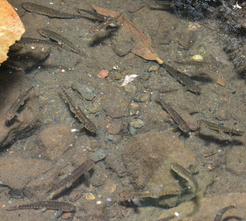 Evezard's loach (Indoreonectes evezardi) — Nemacheilidae — 3