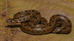 Loos Snake photo 4
