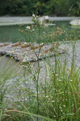 Symphyotrichum subulatum subulatum