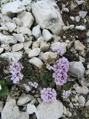 Noccaea rotundifolia