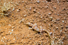 Pachydactylus latirostris
