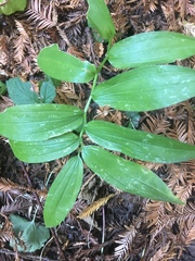 Maianthemum