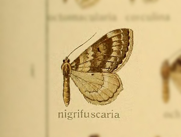 Rheumaptera nigrifasciaria