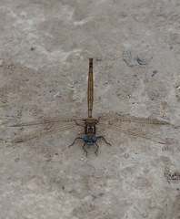 Macrothemis inacuta