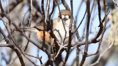 Aphelocephala leucopsis