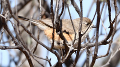 Aphelocephala leucopsis