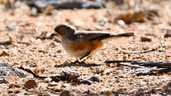 Aphelocephala leucopsis