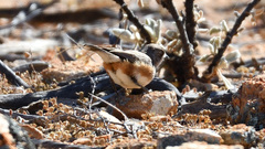 Aphelocephala leucopsis