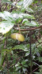 Tabernaemontana eusepala