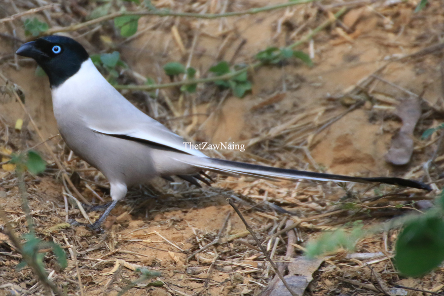 Hooded Treepie photo