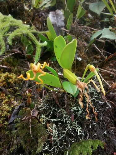 Caudivolvula Orchid