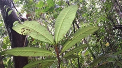 Pyrostria