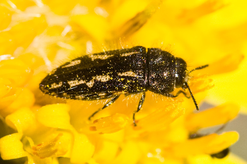 Arnica leaf beetle