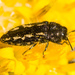 Acmaeodera retifera - Photo (c) Ken-ichi Ueda,  זכויות יוצרים חלקיות (CC BY)