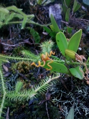 Masdevallia caudivolvula