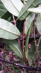 Calyptranthera