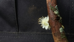 Clusiaceae