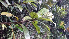 Gaertnera phyllosepala