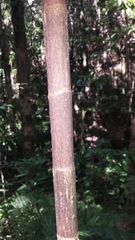 Dypsis procera
