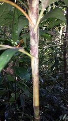 Dypsis forficifolia