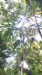 Dypsis