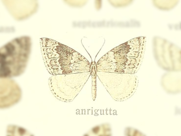 Entephria aurigutta