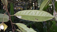 Diospyros megasepala