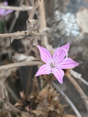 Dianthus strictus