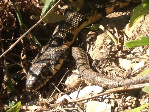 Photo of a Horseshoe Whip Snake (Hemorrhois hippocrepis)