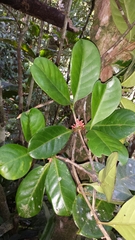 Pyrostria