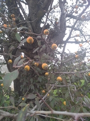 Crataegus gracilior