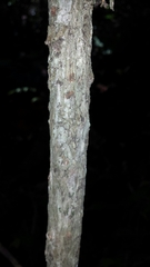 Phyllarthron antongiliense