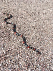 Micrurus altirostris